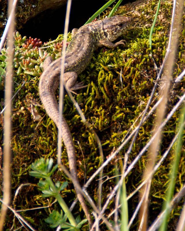 Unser Orchideenpark Bild Nr.007